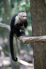 Naklejka premium White faced capuchin monkey in Quepos, Costa Rica