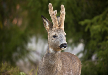 Naklejka na ściany i meble Deer in winter with winter horns left. (Capreolus capreolus). Deer in forest environment. Sweden