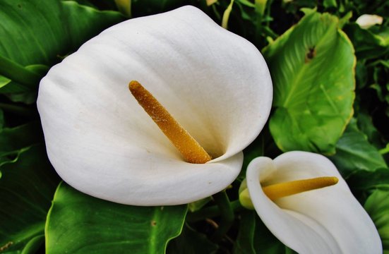 Calla, Zantedeschie 
