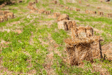 Haying season / Mechanical packing hay