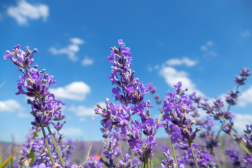 Naklejka premium Lavender flowers in sunlight / Lavender meadow in summer sunlight