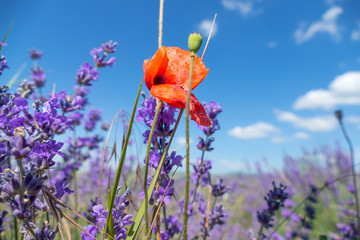 Poppy flower among lavender flowers / Poppy flower among lavender field