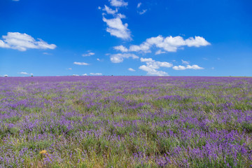 Lavender meadow in sunlight / Lavender meadow on blue sky background in summer sunlight
