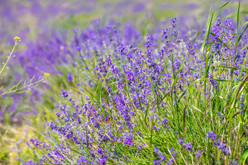 Fototapeta premium Lavender meadow / Lavender meadow in summer sunlight