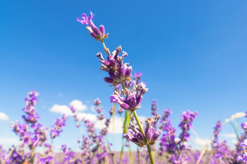 Obraz premium Lavender flowers on blue sky background / Lavender flower on blue sky background in summer sunlight