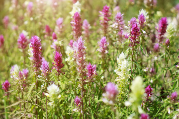 Полевые цветы на лугу