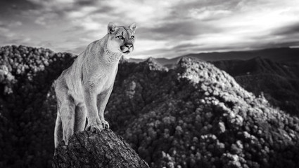 Naklejka premium Cougar w górach, lew górski, puma