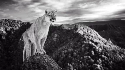 Papier Peint photo Puma Cougar dans les montagnes, puma, puma