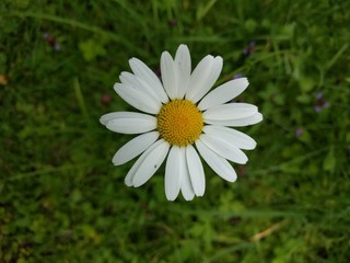 Obraz premium Gänseblümchen