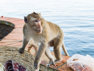 Fototapeta premium A monkey looking for food in the trash basket