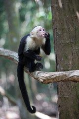 White faced capuchin monkey in Quepos, Costa Rica