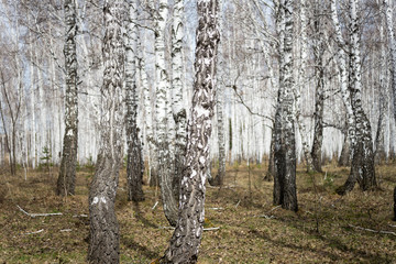 Obraz premium birch forest