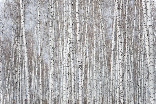 Fototapeta birch forest