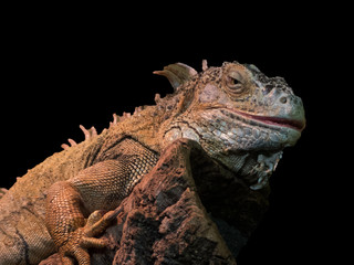 reptile close-up