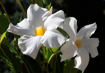 Fototapeta premium white flowers of Mandevilla Sanderi Plant