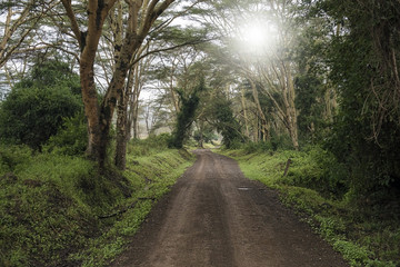 Fototapeta na wymiar The path to the bush in Lake Nakuru National Park