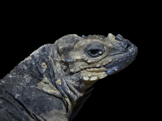 reptile close-up