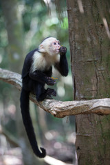 White faced capuchin monkey in Quepos, Costa Rica
