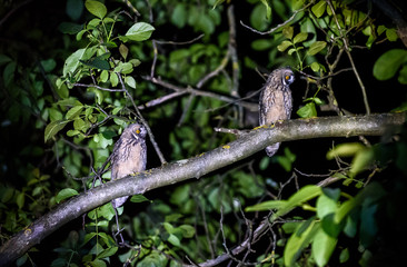 Two short or long eared owls sitting on a branch.