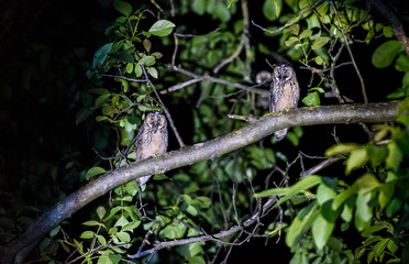 Two short or long eared owls sitting on a branch.