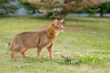 Abyssinian cat hunts a bird in the open air