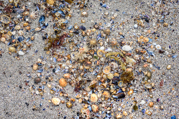 Many sea shells on the sandy beach texture.