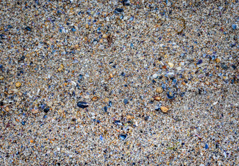 Many sea shells on the sandy beach texture.