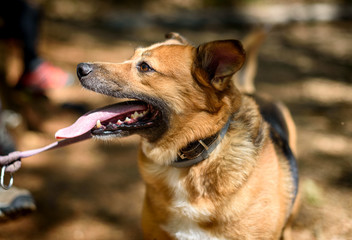 Mongrel dog on a leash in the woods.