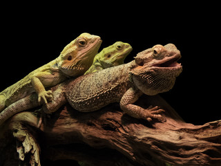 reptiles on a branch