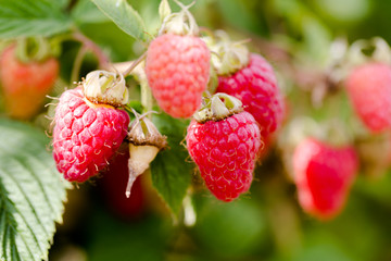 Hanged on bench growing red juicy raspberries in close up shot