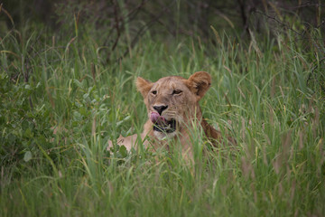 Lion wild dangerous mammal africa savannah Kenya