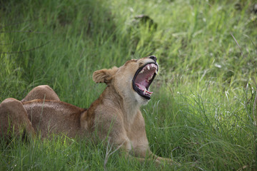 Lion wild dangerous mammal africa savannah Kenya
