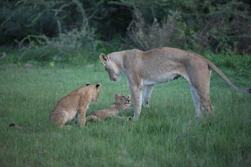 Lion wild dangerous mammal africa savannah Kenya