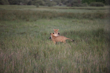 Lion wild dangerous mammal africa savannah Kenya