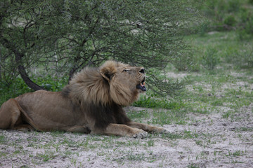 Lion wild dangerous mammal africa savannah Kenya