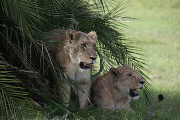 Lion wild dangerous mammal africa savannah Kenya