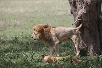Lion wild dangerous mammal africa savannah Kenya