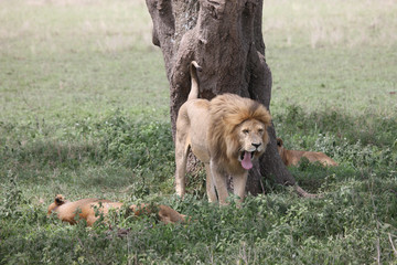 Lion wild dangerous mammal africa savannah Kenya