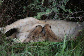 Lion wild dangerous mammal africa savannah Kenya