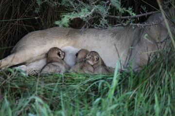 Lion wild dangerous mammal africa savannah Kenya