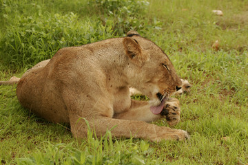 Lion wild dangerous mammal africa savannah Kenya