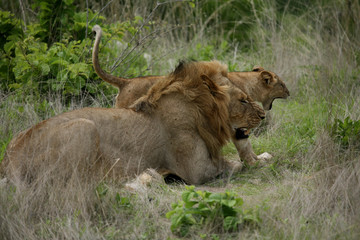 Lion wild dangerous mammal africa savannah Kenya