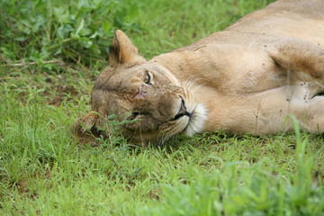 Lion wild dangerous mammal africa savannah Kenya