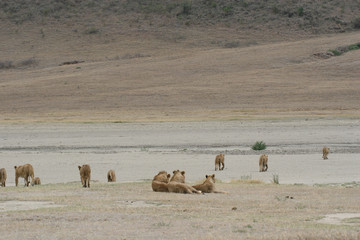 Obraz premium Lion wild dangerous mammal africa savannah Kenya