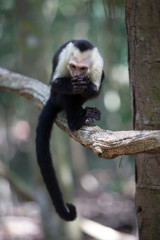 Obraz premium White faced capuchin monkey in Quepos, Costa Rica