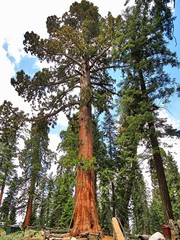 Fototapeta premium Giant sequoia trees in Sequoia National Park - California