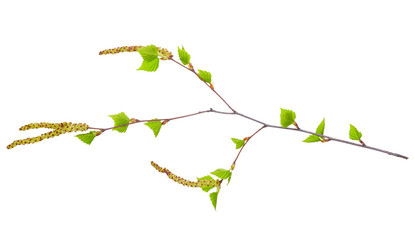 Branch of birch with young green leaves and earrings isolated on white background