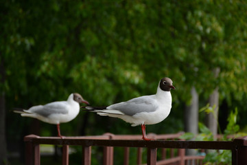Two gulls are sitting in the park