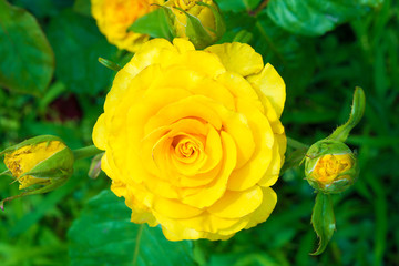 Yellow rose in the garden is ready for Valentine's Day