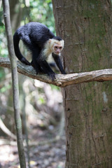 White faced capuchin monkey in Quepos, Costa Rica